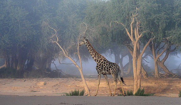 Skeleton coast