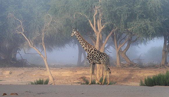 Skeleton coast