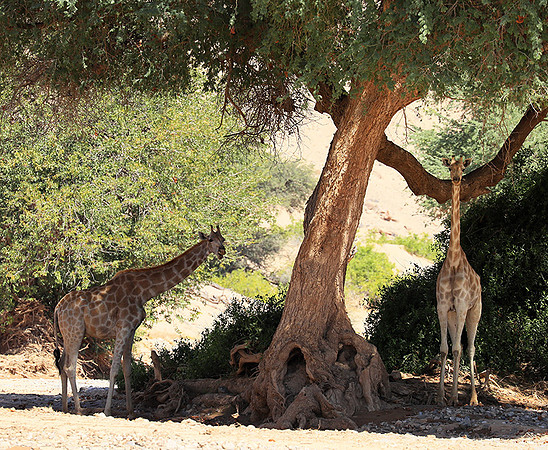 Skeleton coast