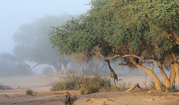 Skeleton coast