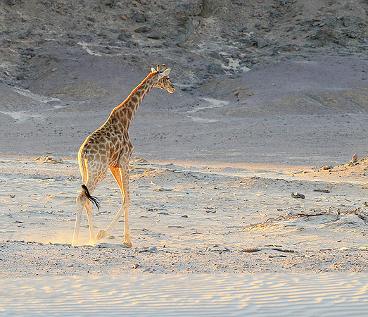 Angola giraffe at Skeleton coast