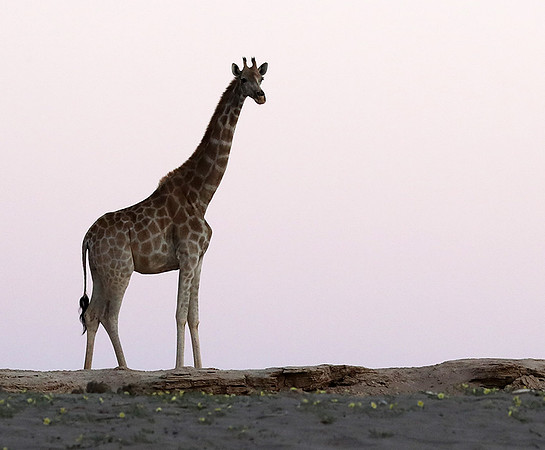 Skeleton coast