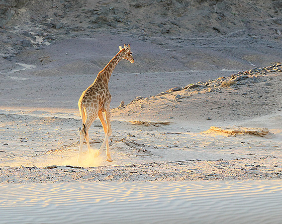 Angola giraffe at Skeleton coast