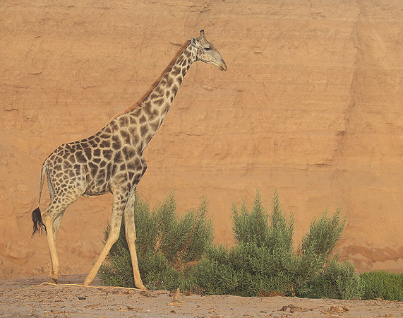 Skeleton coast