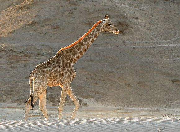 Angola giraffe at Skeleton coast