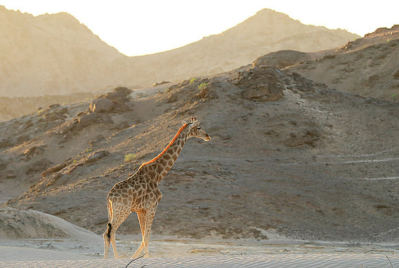 Angola giraffe at Skeleton coast