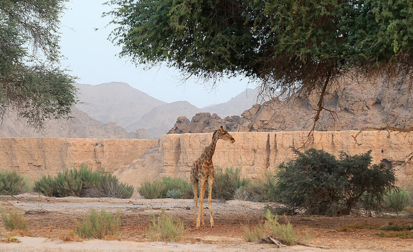 Skeleton coast