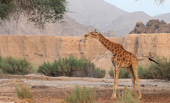 Skeleton coast