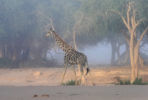 Skeleton coast