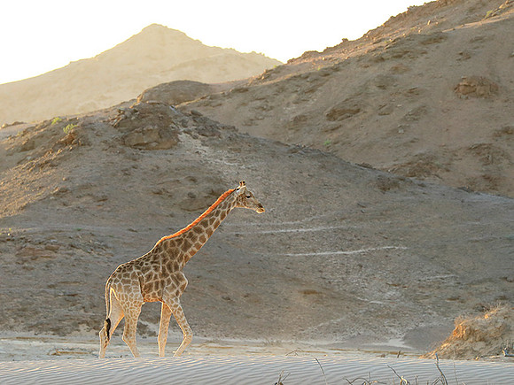 Angola giraffe at Skeleton coast