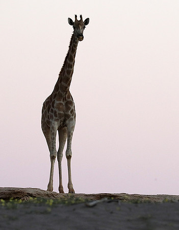 Skeleton coast