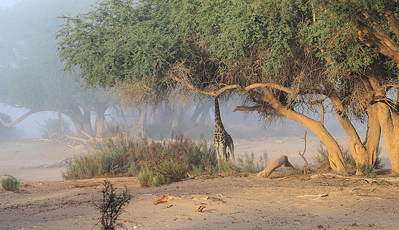 Skeleton coast