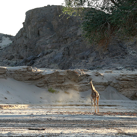 Skeleton coast