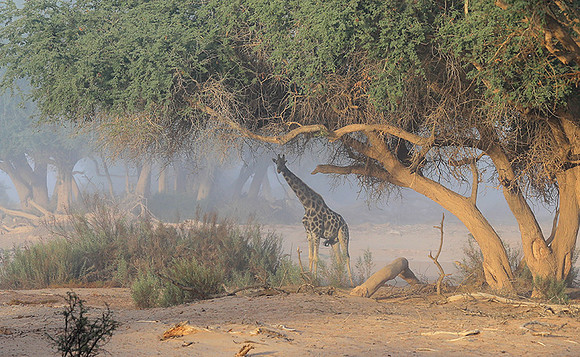 Skeleton coast