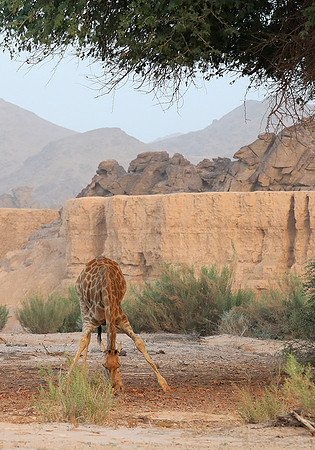 Skeleton coast