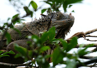 Iguanas in the wild