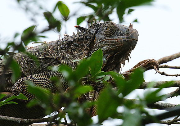 Iguanas in the wild