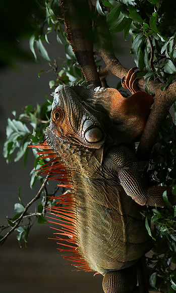 Iguana in the wild