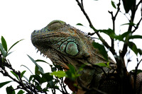 Iguanas in the wild