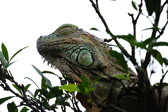 Iguanas in the wild