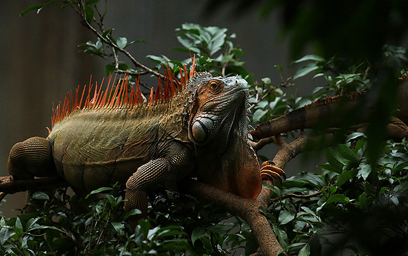 Iguana in the wild