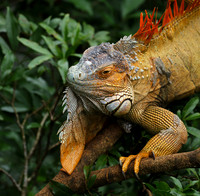 Iguanas in the wild