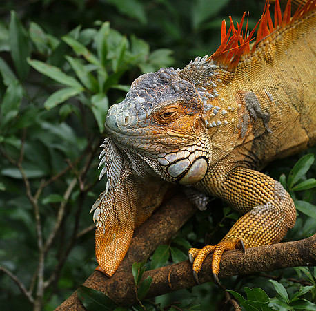 Iguanas in the wild