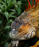 Iguanas in the wild