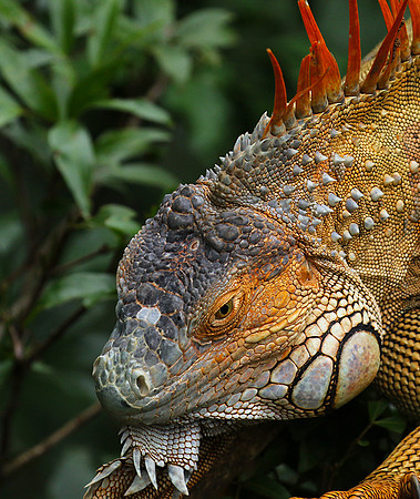 Iguanas in the wild