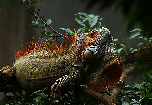 Iguana in the wild