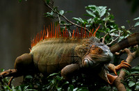 Iguanas in the wild
