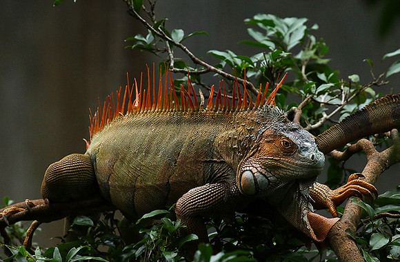 Iguanas in the wild