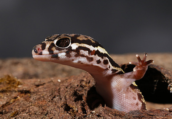 Central American banded gecko