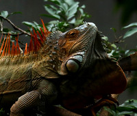 Iguanas in the wild