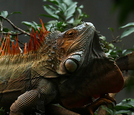 Iguanas in the wild