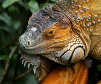 Iguanas in the wild