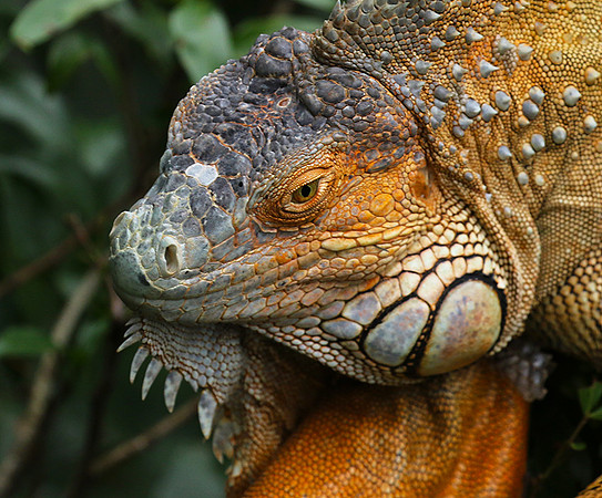 Iguanas in the wild