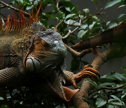 Iguanas in the wild