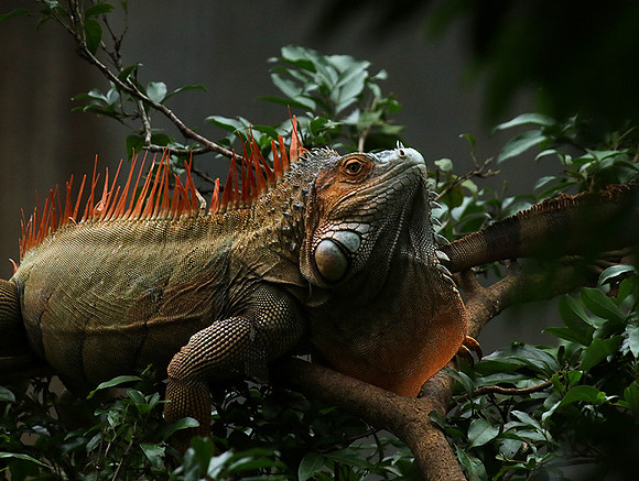 Iguana in the wild