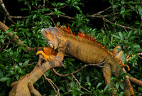 Iguanas in the wild