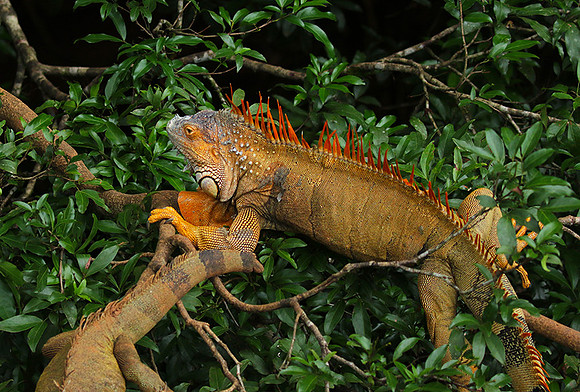 Iguanas in the wild