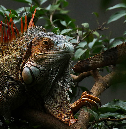 Iguanas in the wild