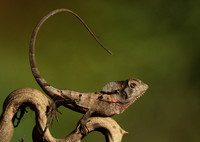 Casque headed lizard