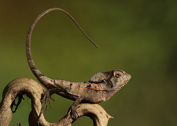 Casque headed lizard