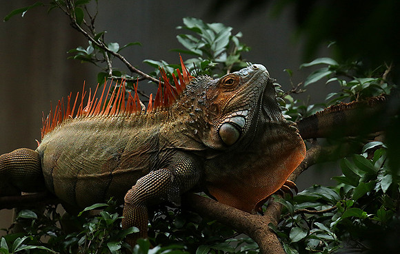Iguana in the wild