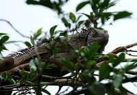 Iguanas in the wild