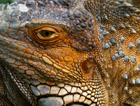 Iguanas in the wild