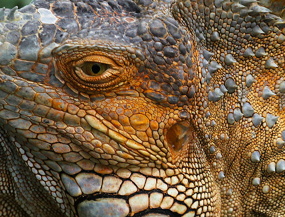 Iguanas in the wild