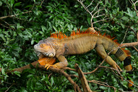Iguanas in the wild