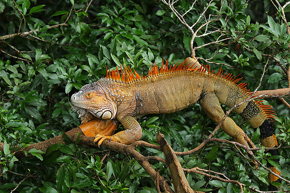 Iguanas in the wild